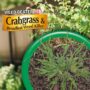 Weed Beater Plus Crabgrass & Broadleaf Weed Killer Spray – Bonide – 32 oz